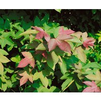 Kategorie <b>Blütensträucher und Ziergehölze </b> - Liquidambar formosana 'Ellen'