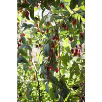 Kategorie <b>Produkt nicht gewünscht </b> - Lycium barbarum 'Big Lifeberry'