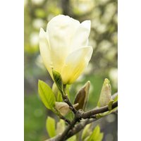 Kategorie <b>Blütensträucher und Ziergehölze </b> - Magnolia brooklynensis 'Elizabeth'
