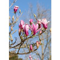 Kategorie <b>Blütensträucher und Ziergehölze </b> - Magnolia 'Daybreak'