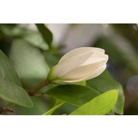Kategorie <b>Blütensträucher und Ziergehölze </b> - Magnolia 'Fairy Cream'