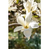 Kategorie <b>Blütensträucher und Ziergehölze </b> - Magnolia 'Fairy White'