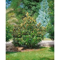 Kategorie <b>Produkt nicht gewünscht </b> - Magnolia grandiflora 'Alta'
