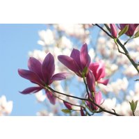 Kategorie <b>Blütensträucher und Ziergehölze </b> - Magnolia soulangiana Starburst
