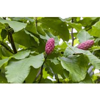 Blütensträucher und Ziergehölze - Magnolia tripetala