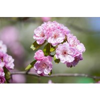 Kategorie <b>Blütensträucher und Ziergehölze </b> - Malus 'Brandy Magic'