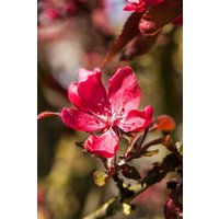 Kategorie <b>Blütensträucher und Ziergehölze </b> - Malus 'Dark Rosaleen'