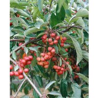 Kategorie <b>Blütensträucher und Ziergehölze </b> - Malus 'Red Juvel'