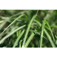 Kategorie <b>Gräser </b> - Miscanthus sinensis 'Cabaret'