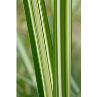 Kategorie <b>Gräser </b> - Miscanthus sinensis 'Silberwolke'
