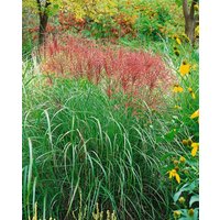 Kategorie <b>Gräser </b> - Miscanthus sinensis 'Sirene'