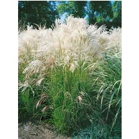 Kategorie <b>Gräser </b> - Miscanthus sinensis 'Yaka Dance'