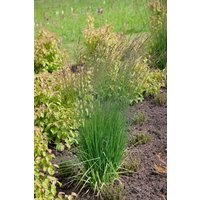 Gräser - Molinia caerulea 'Moorflamme'
