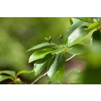 Laubbäume - Nyssa sylvatica