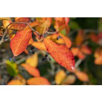 Laubbäume - Nyssa sylvatica 'Wildfire'