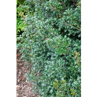 Kategorie <b>Blütensträucher und Ziergehölze </b> - Osmanthus armatus