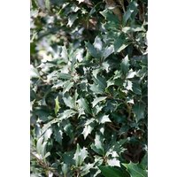 Kategorie <b>Blütensträucher und Ziergehölze </b> - Osmanthus heterophyllus 'Purpureus'