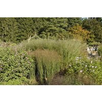 Produkt nicht gewünscht - Panicum virgatum Cloud Nine