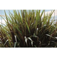 Kategorie <b>Gräser </b> - Pennisetum purpureum 'Princess'