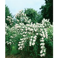 Kategorie <b>Produkt nicht gewünscht </b> - Philadelphus 'Minnesota Snowflake'