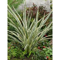 Kategorie <b>Gräser </b> - Phormium tenax 'Tricolor'