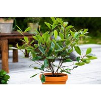 Kategorie <b>Blütensträucher und Ziergehölze </b> - Photinia fraseri 'Louise