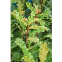 Blütensträucher und Ziergehölze - Photinia serratifolia 'Crunchy'