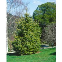Nadelbäume u. Koniferen - Picea abies Aurea