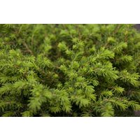 Nadelbäume u. Koniferen - Picea abies 'Echiniformis'