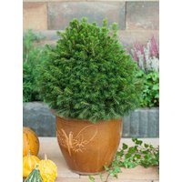Kategorie <b>Nadelbäume u. Koniferen </b> - Picea abies 'Tompa'