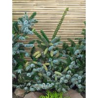 Nadelbäume u. Koniferen - Picea bicolor