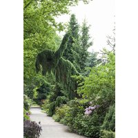 Nadelbäume u. Koniferen - Picea omorika 'Pendula'