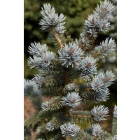 Nadelbäume u. Koniferen - Picea pungens 'Oldenburg'