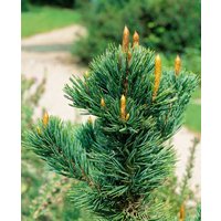 Nadelbäume u. Koniferen - Pinus aristata