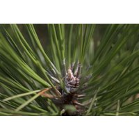 Nadelbäume u. Koniferen - Pinus nigra 'Hornibrookiana'