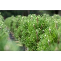 Kategorie <b>Nadelbäume u. Koniferen </b> - Pinus nigra 'Komet'