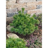 Nadelbäume u. Koniferen - Pinus parviflora 'Kiomatsu'