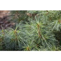 Kategorie <b>Nadelbäume u. Koniferen </b> - Pinus resinosa 'Pillnitz'