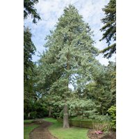 Nadelbäume u. Koniferen - Pinus wallichiana