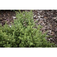 Nadelbäume u. Koniferen - Podocarpus nivalis