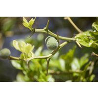 Kategorie <b>Blütensträucher und Ziergehölze </b> - Poncirus trifoliata