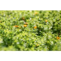 Kategorie <b>Produkt nicht gewünscht </b> - Potentilla fruticosa 'Bella Sol'