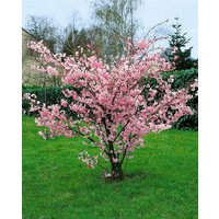 Kategorie <b>Blütensträucher und Ziergehölze </b> - Prunus incisa 'Oshidori'