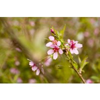 Kategorie <b>Blütensträucher und Ziergehölze </b> - Prunus incisa 'Paean'