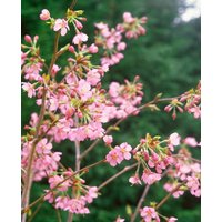 Kategorie <b>Blütensträucher und Ziergehölze </b> - Prunus 'Kursar'