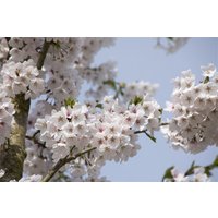 Kategorie <b>Blütensträucher und Ziergehölze </b> - Prunus yedoensis