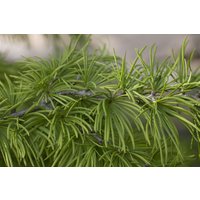 Nadelbäume u. Koniferen - Pseudolarix amabilis