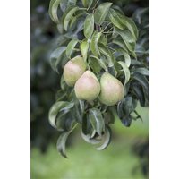 Birnen - Pyrus communis