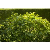 Kategorie <b>Laubbäume </b> - Quercus palustris 'Isabel'