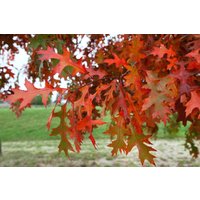 Kategorie <b>Laubbäume </b> - Quercus palustris 'Swamp Pygmy'